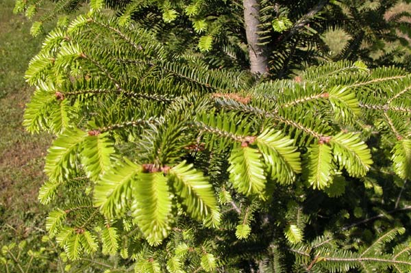 abies alba 01