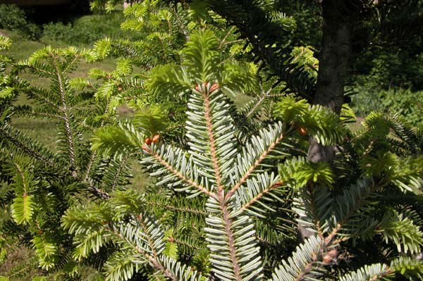 abies alba 02