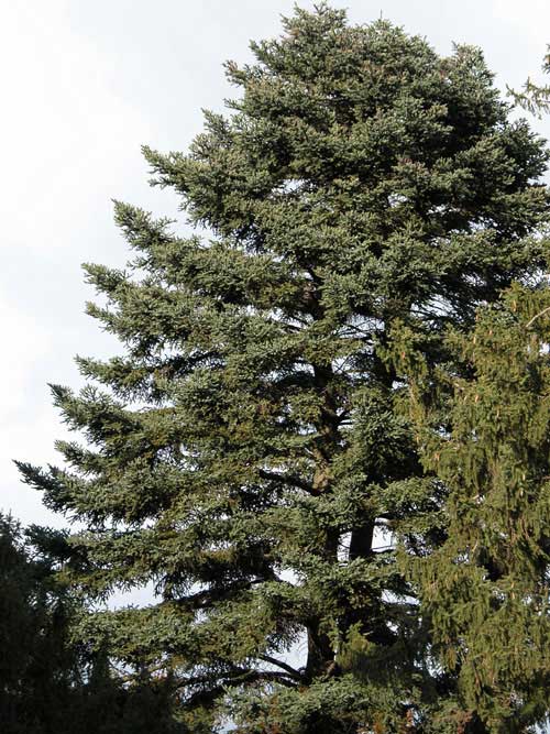 abies cephalonica 01