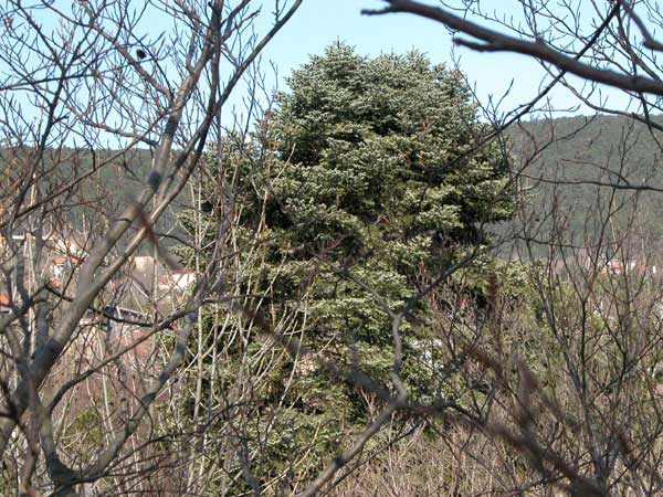 abies cephalonica 02