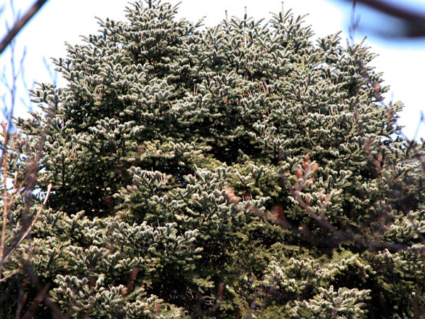 abies cephalonica 03