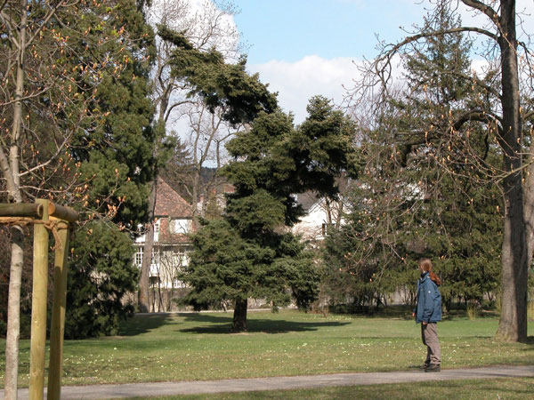 abies cephalonica 04