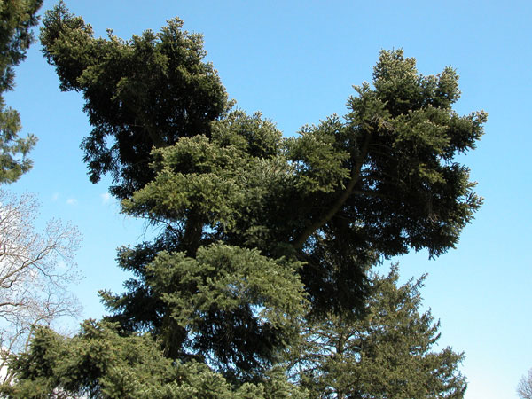 abies cephalonica 05