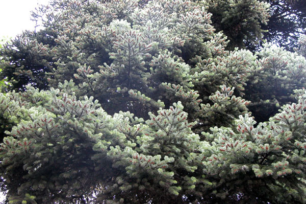 abies cephalonica 06