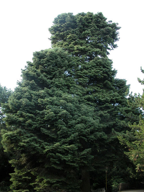 abies cephalonica 07