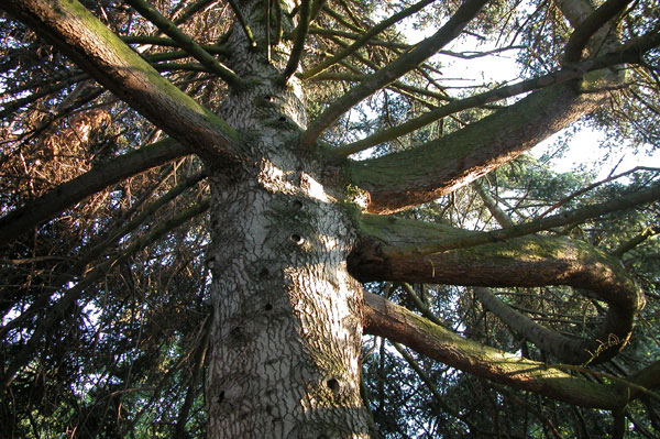 abies cephalonica 08