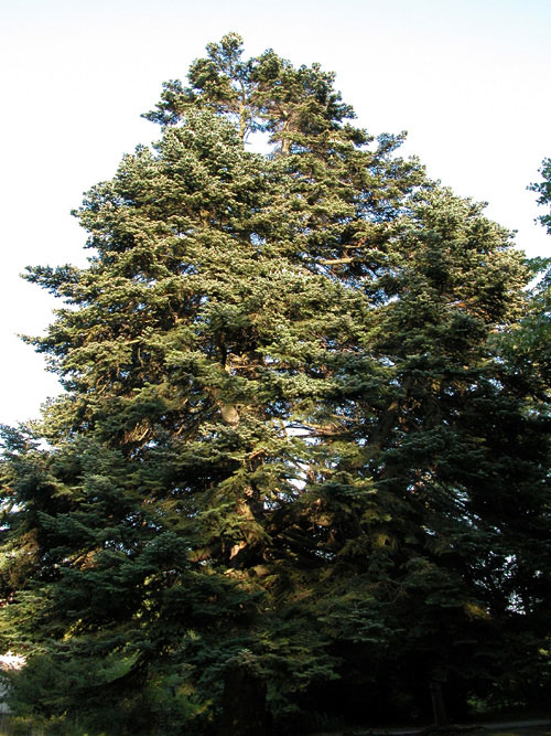 abies cephalonica 10