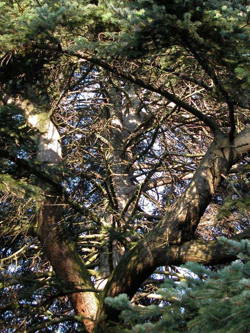 abies cephalonica 11
