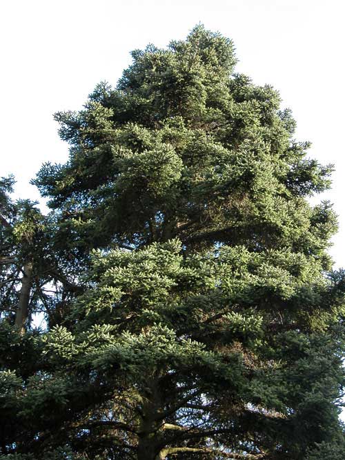 abies cephalonica 12