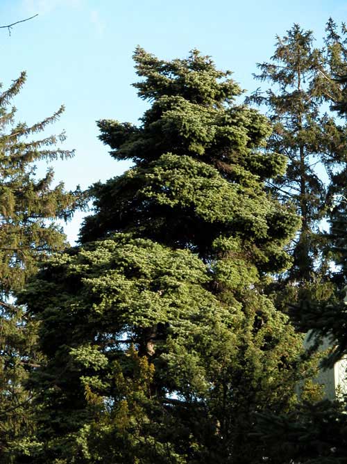 abies cephalonica 13