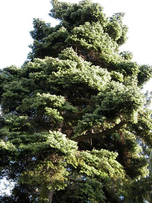 abies cephalonica 14