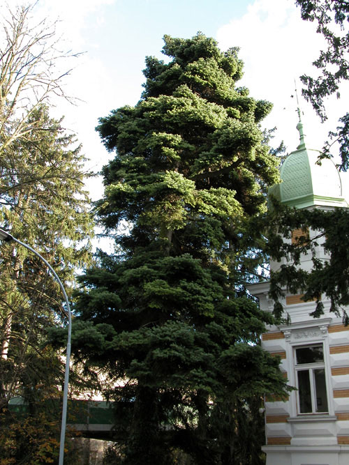 abies cephalonica 15