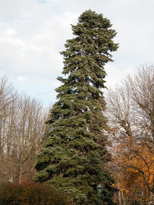 abies cephalonica 16
