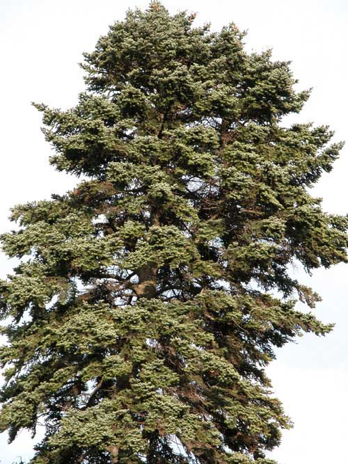 abies cephalonica 17