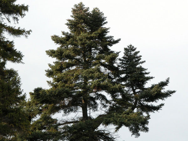 abies cephalonica 18