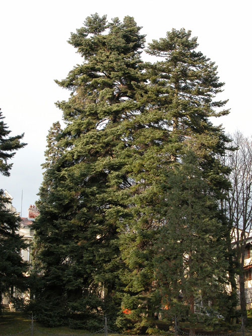 abies cephalonica 19