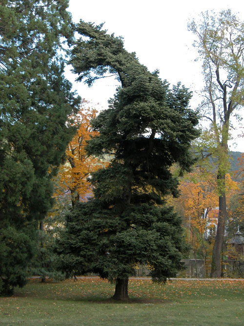 abies cephalonica 20