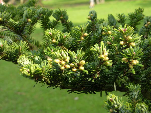 abies firma 01