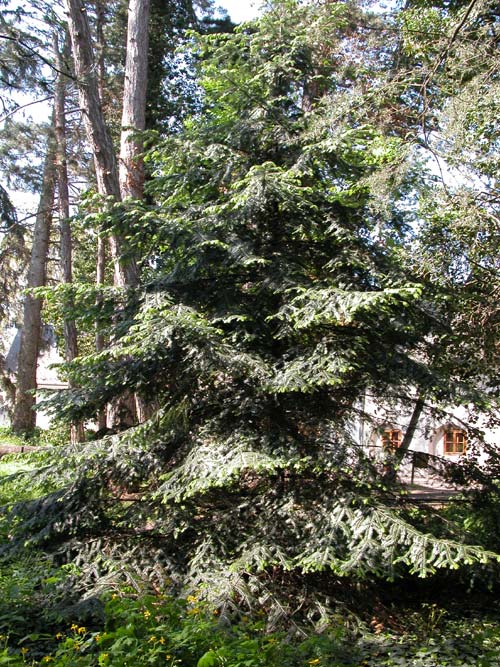 abies grandis 02