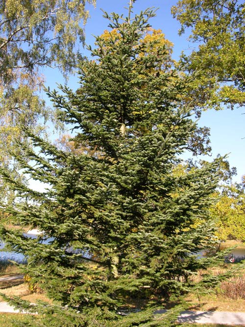 abies nebrodensis 01
