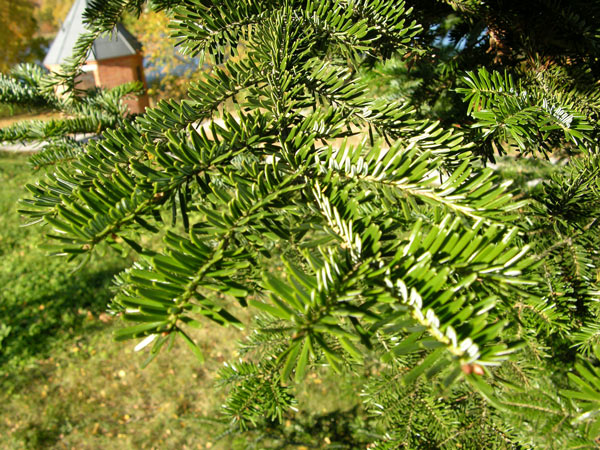 abies nebrodensis 02