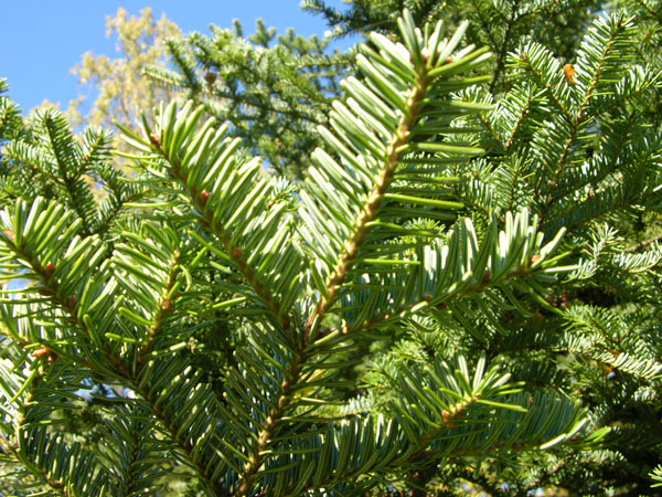 abies nebrodensis 03