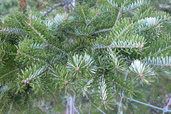 abies nephrolepis 01