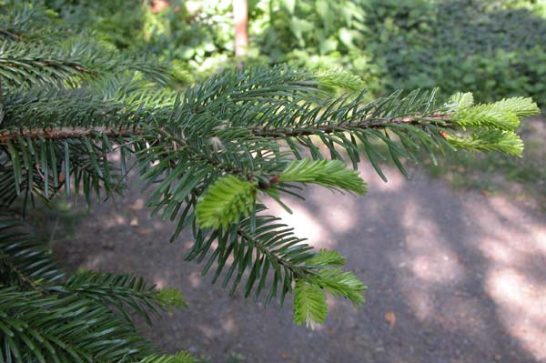 abies nordmanniana 02