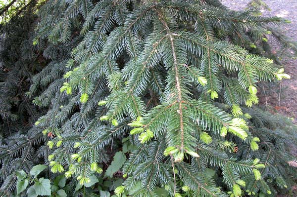 abies nordmanniana 03