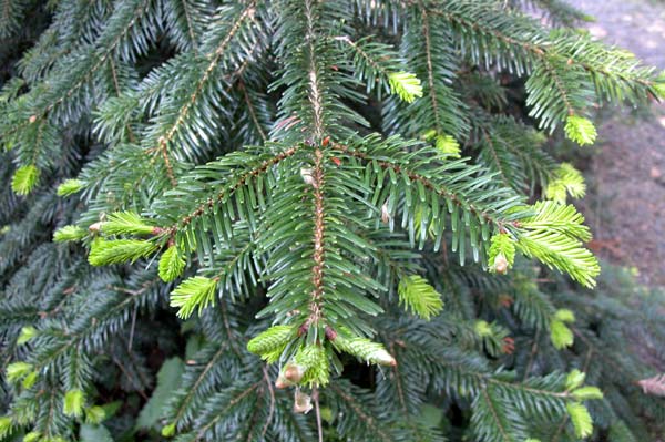 abies nordmanniana 04
