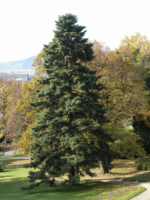abies pinsapo 01