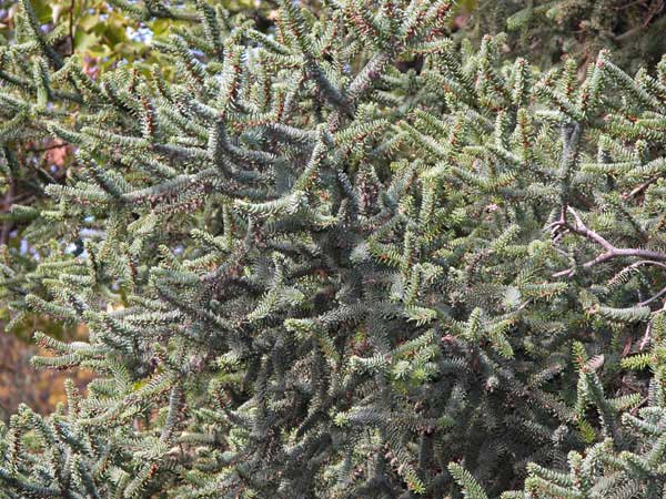 abies pinsapo 02