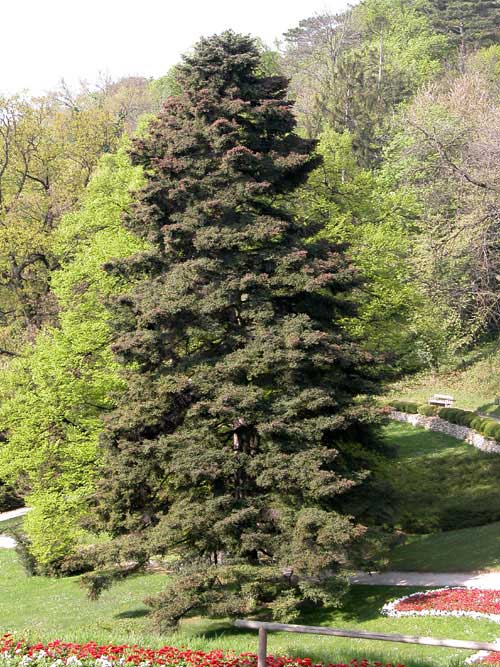 abies pinsapo 03