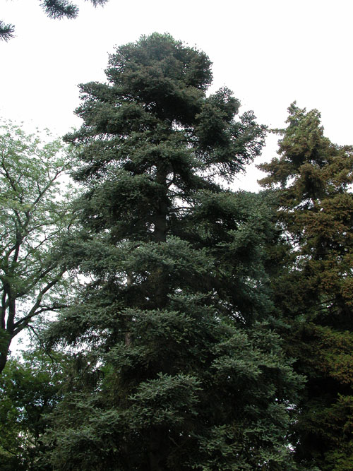 abies pinsapo 04
