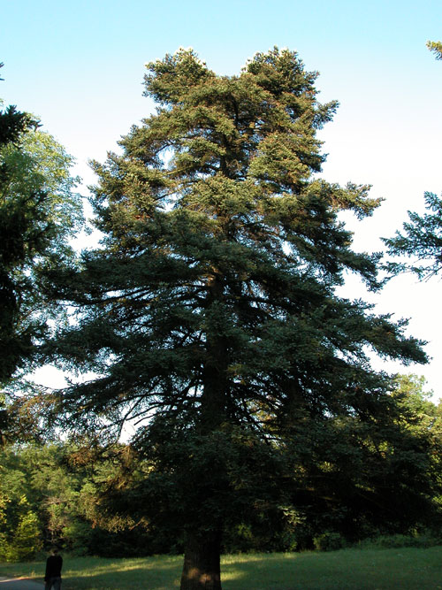 abies pinsapo 05