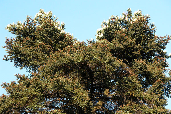 abies pinsapo 06