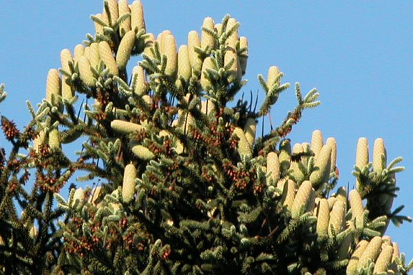 abies pinsapo 07