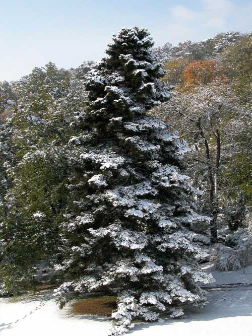 abies pinsapo 08