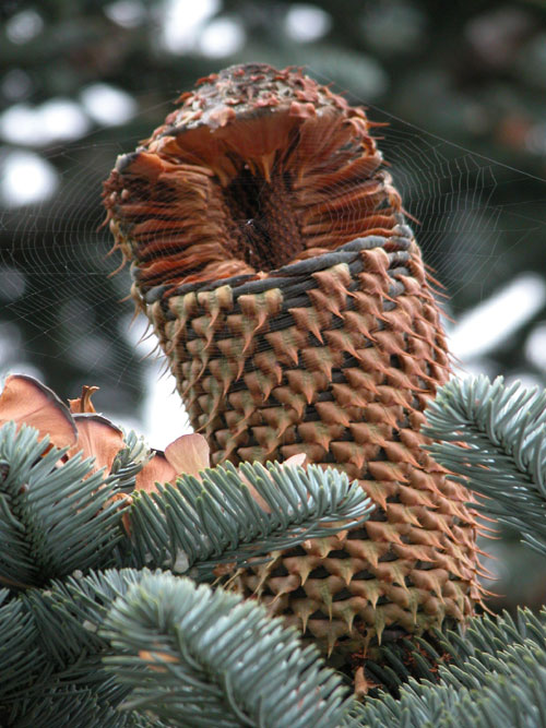 abies procera 01