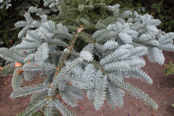 abies procera 02