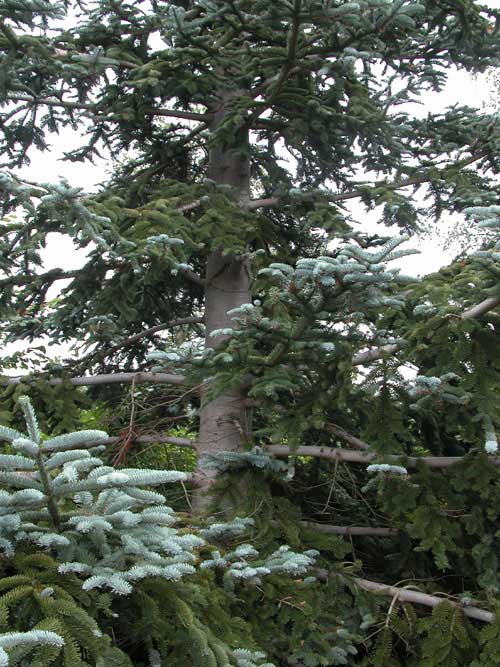 abies procera 03