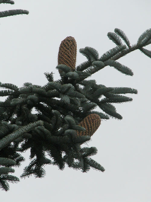 abies procera 04