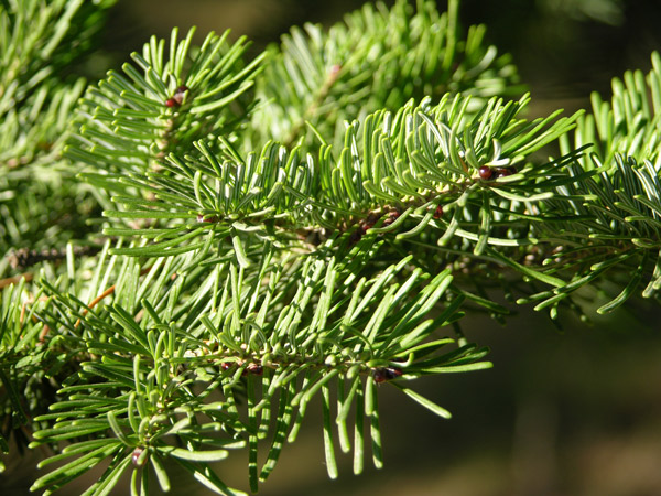 abies sachalinensis 1