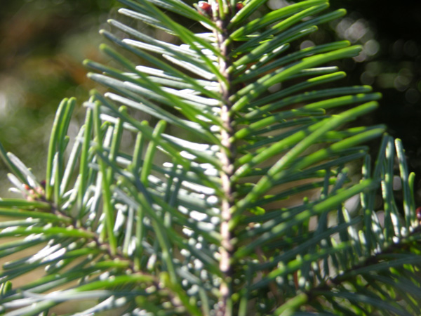 abies sachalinensis 2