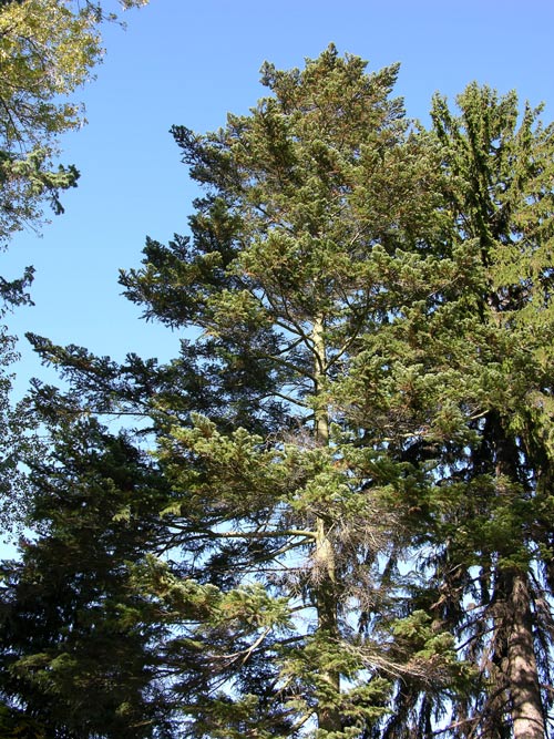abies sachalinensis 3
