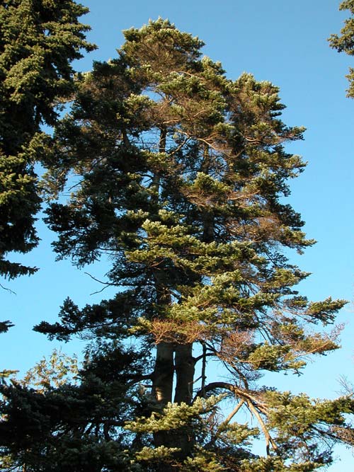 abies veitchii 01