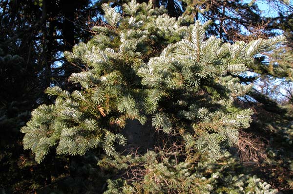 abies veitchii 02