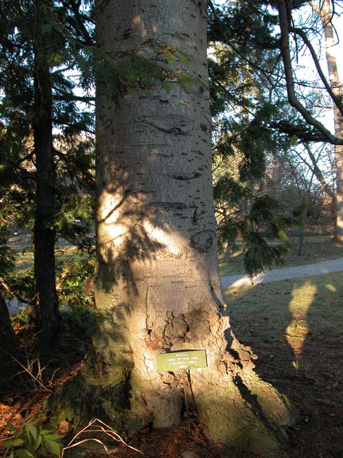 abies veitchii 03