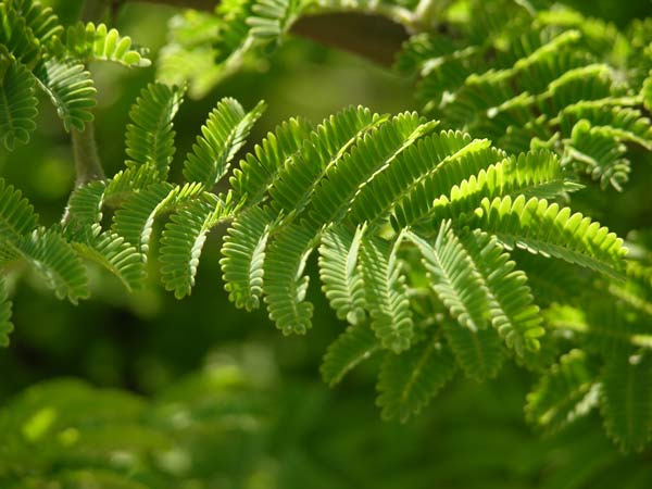 acacia hebeclada 01
