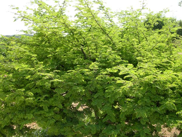 acacia hebeclada 02